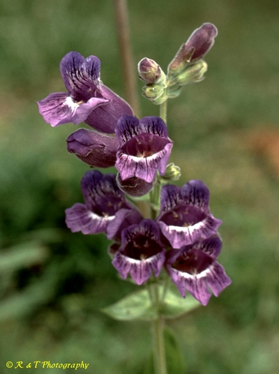 {Penstemon cobaea}